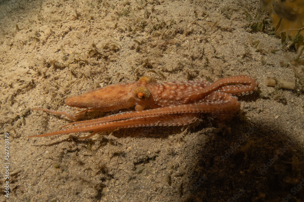 Octopus king of camouflage in the Red Sea, Eilat Israel
Octopus king of camouflage in the Red Sea, Eilat Israel