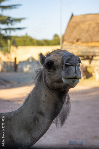 dromedary at zoo