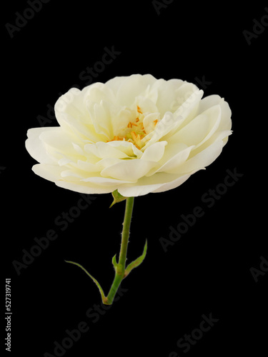 Fototapeta Naklejka Na Ścianę i Meble -  white rose or rosehip on a stem isolated on a white background