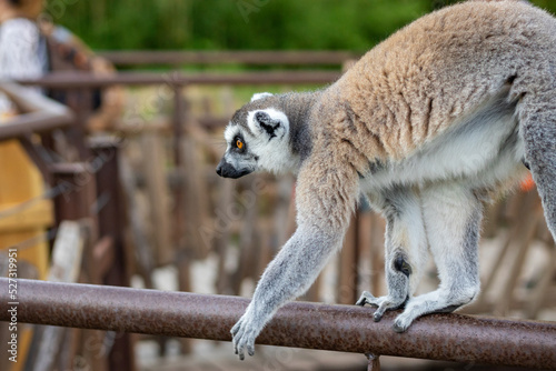 lemure allo zoo