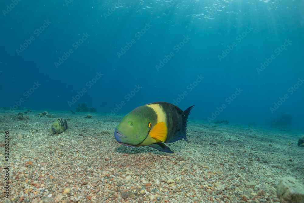 Fish swimming in the Red Sea, colorful fish, Eilat Israel
Fish swimming in the Red Sea, colorful fish, Eilat Israel