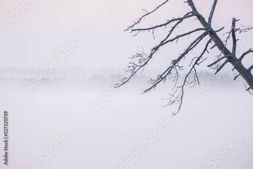 Foggy landscape autumn in the style of minimalism, a tree without leaves on the background of the lake © Lana Kray