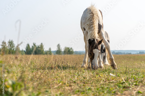 A Tinker colt eats grass on a pasture in summer photo