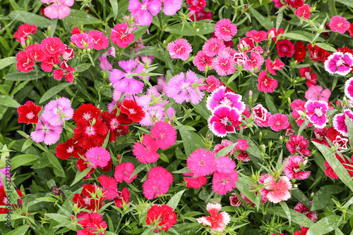 Flowers of the Cravina type, known as clove chinensis, perennial herbaceous plant that grows between 30 and 50 centimeters in height. In the photo, seen from above, several different colors and types.