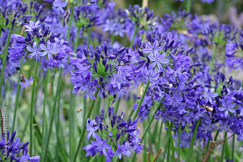 African lily 'Northern Star' in flower.