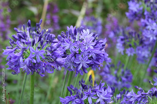 African lily 'Northern Star' in flower. photo