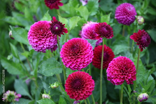 Dahlia 'Blyton Royal Velvet' in flower