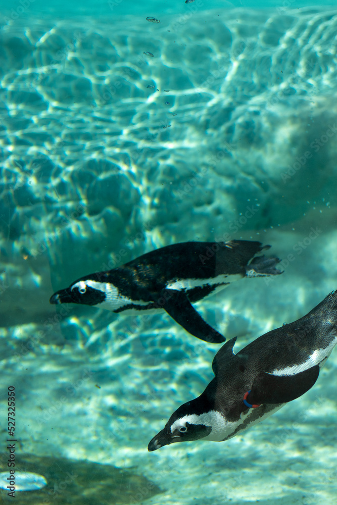 Obraz premium Animals at ZOO (Penguin)