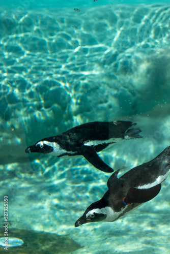 Animals at ZOO (Penguin) © igor