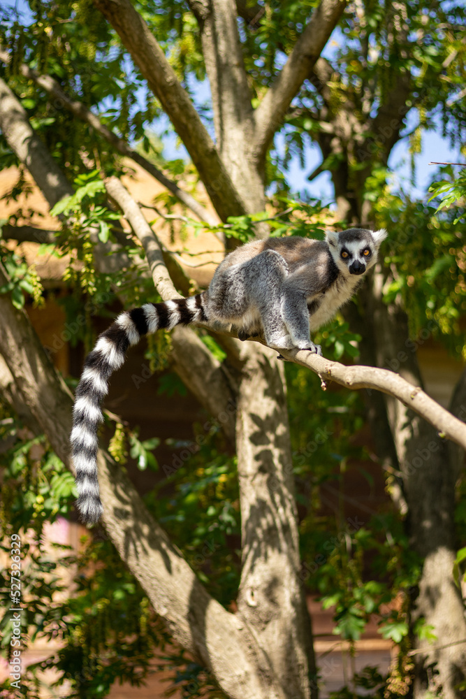 Fototapeta premium Animals at ZOO (lemur)