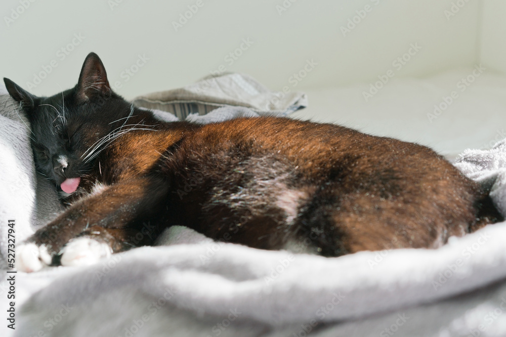 The black cat sleeps with closed eyes on a bed and shows a tongue. Furry. Look. Relax. Sleep. Domestic. Smart. Funny. Pleasure. Friend. Residential. Interior. Home. Sun. Summer The black cat sleeps with closed eyes on a bed and shows a tongue. Furry. Look. Relax. Sleep. Domestic. Smart. Funny. Pleasure. Friend. Residential. Interior. Home. Sun. Summer