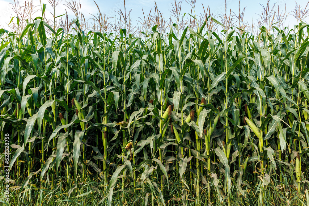 Fototapeta premium Corn field close up. Selective focus. Plantation of green corn in the summer agricultural season. Close up of ears of corn in the field.