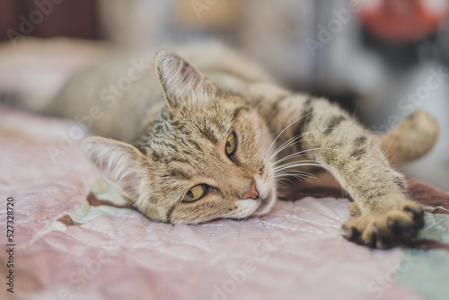 close up of a cat