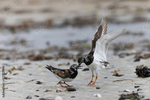 Ruddy Turnstone Arenaria interpres on low tide on a sandy beach in Normandy, France photo