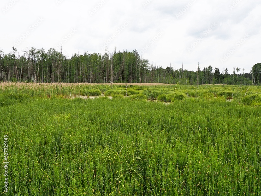 Obraz premium Vyzhary, Knyszynska forest, Podlaskie region