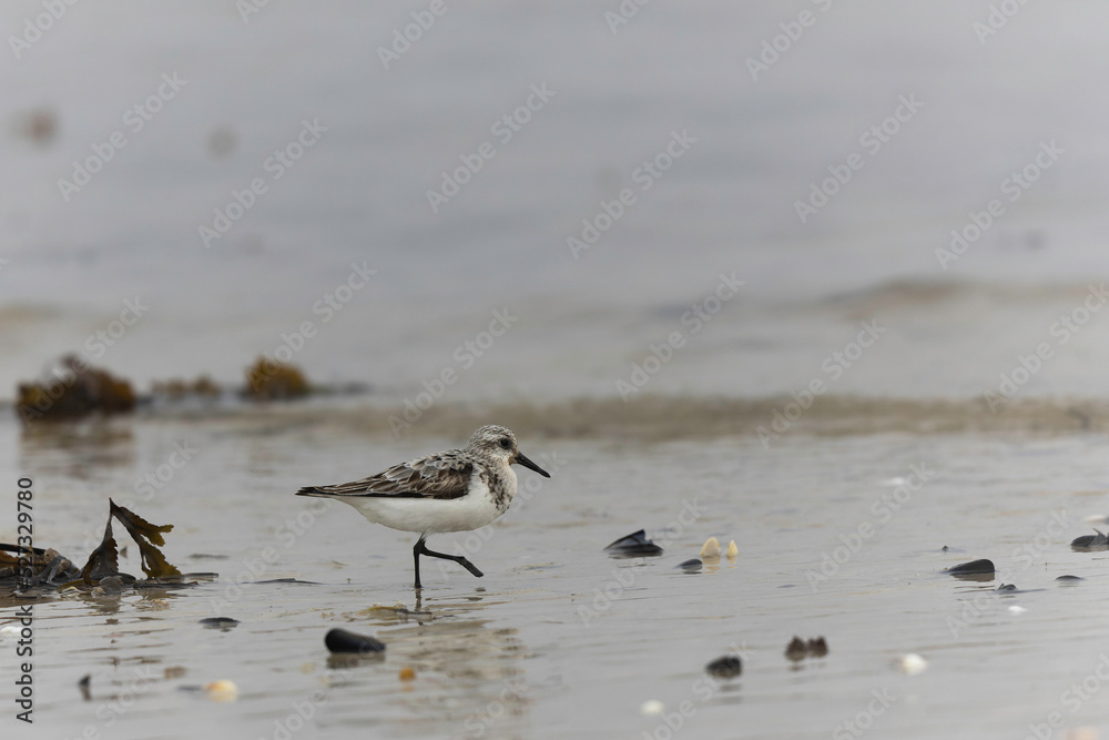 Shorebird Sanderling Calidris alba in search of food on a sandy beach in Manche, Normandy, France Shorebird Sanderling Calidris alba in search of food on a sandy beach in Manche, Normandy, France