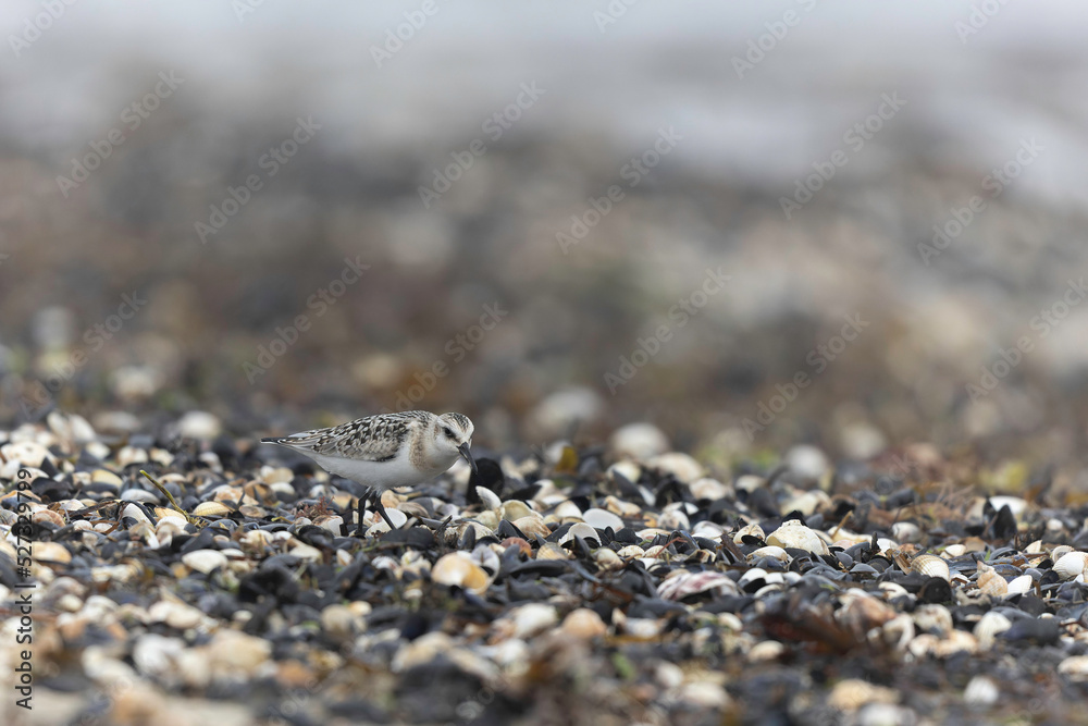 Shorebird Sanderling Calidris alba in search of food on a sandy beach in Manche, Normandy, France Shorebird Sanderling Calidris alba in search of food on a sandy beach in Manche, Normandy, France
