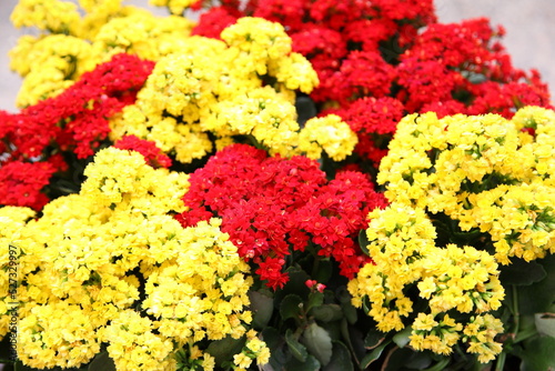 Brilliant red and yellow colored blooms of Flaming Katy, Christmas Kalanchoe
