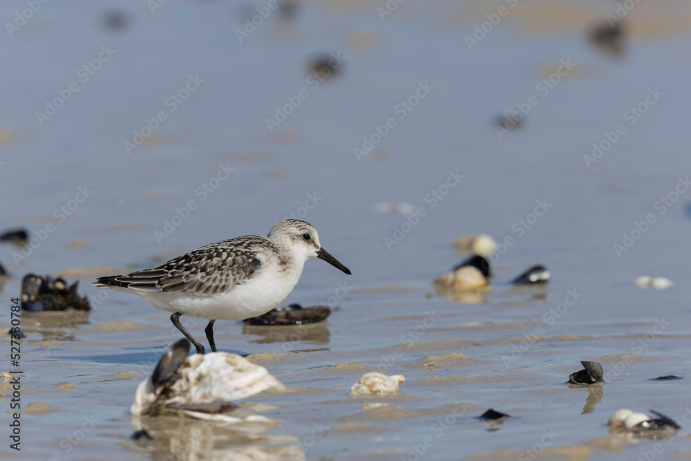 Shorebird Sanderling Calidris alba in search of food on a sandy beach in Manche, Normandy, France Shorebird Sanderling Calidris alba in search of food on a sandy beach in Manche, Normandy, France