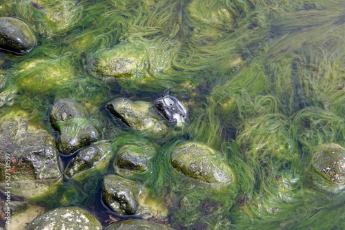 Algen an einem Kiesstrand