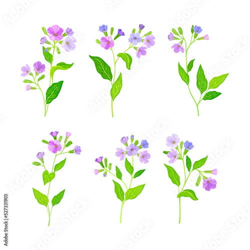 Lungwort or Pulmonaria Flowering Plant with Violet Inflorescences Vector Set