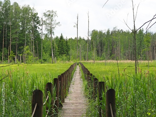 Vyzhary footbridge, Knyszynska forest, Podlaskie region photo