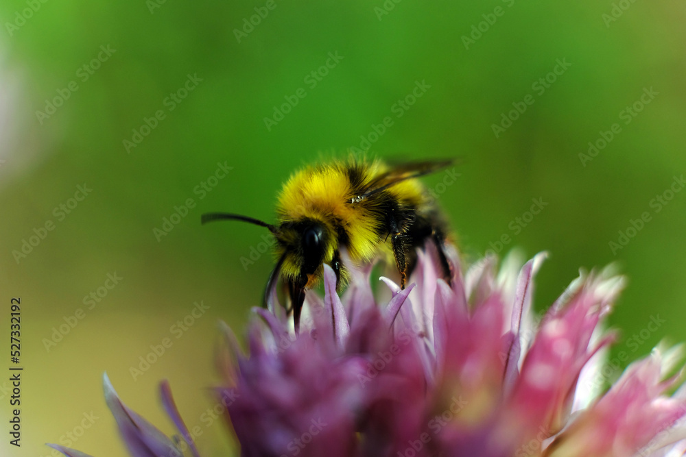 Colorful closeup on a brown banded bumblebee, Bombus pascuorum om purple Nepeta cataria flowers in the garden Colorful closeup on a brown banded bumblebee, Bombus pascuorum om purple Nepeta cataria flowers in the garden