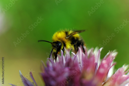 Colorful closeup on a brown banded bumblebee, Bombus pascuorum om purple Nepeta cataria flowers in the garden © North10