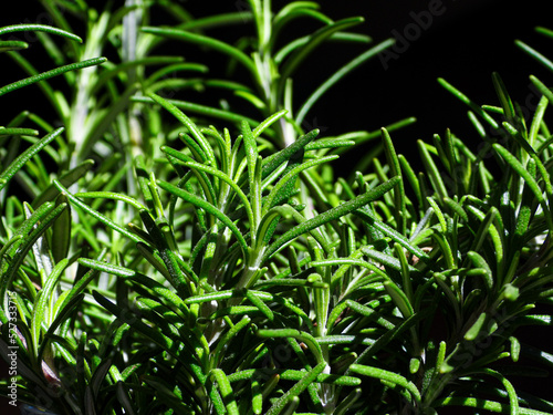 Planta aromática romero sobre fondo negro