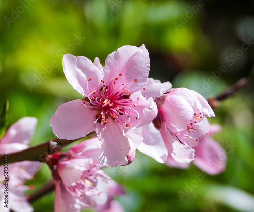 Flores rosas de árbol durazno floreciendo en primavera