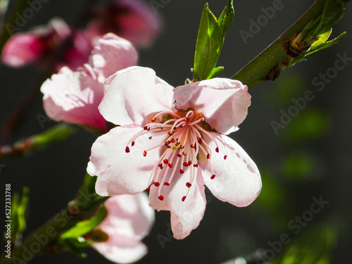 Flores rosas de árbol durazno floreciendo en primavera