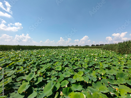 Lotuses in the lake. Lotuses in the Krasnodar Territory.