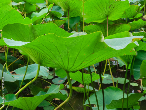 Green lotus leaf background closeup