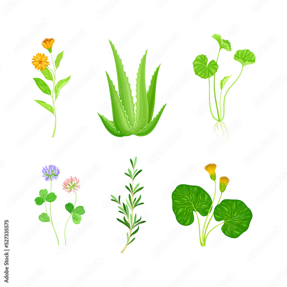 Medical Herbs with Flowering Calendula, Aloe and Clover Vector Set