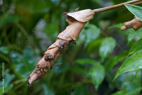 selective focus of dried ornamental banana plant flowers  