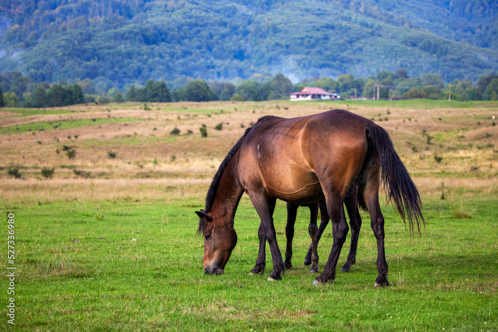 image of horses at liberty in the mountains in Romania