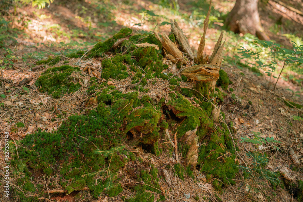 Mosses grown on the place where were a rotten tree. Environment. Natural. Outdoor. Summer. Wilderness. Foliage. Ground. Earth. Growth. Huge. Mystery. Outside. Fresh