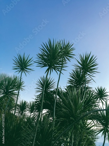 Palm Tree Fronds in St. John, USVI  © Sarah