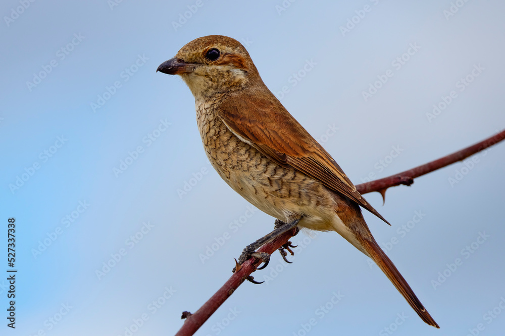 Sfrânciocul Roșiatic, (Lanius collurio) sitting on a branch Sfrânciocul Roșiatic, (Lanius collurio) sitting on a branch