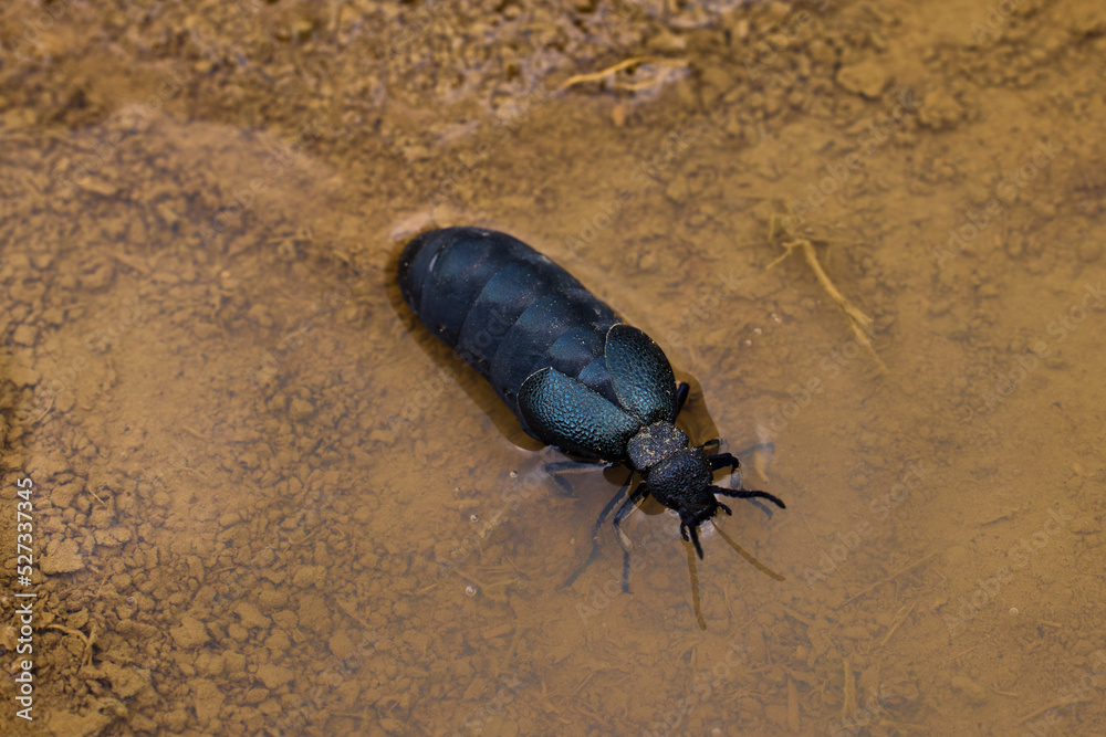 a cockroach that walks on the ground a cockroach that walks on the ground