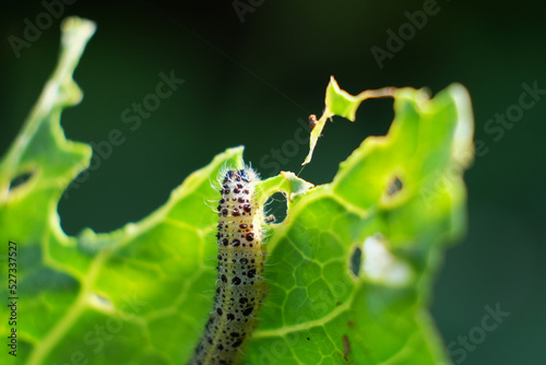 caterpillars on cabbage leaves. pests. the eaten crop. caterpillar close-up.