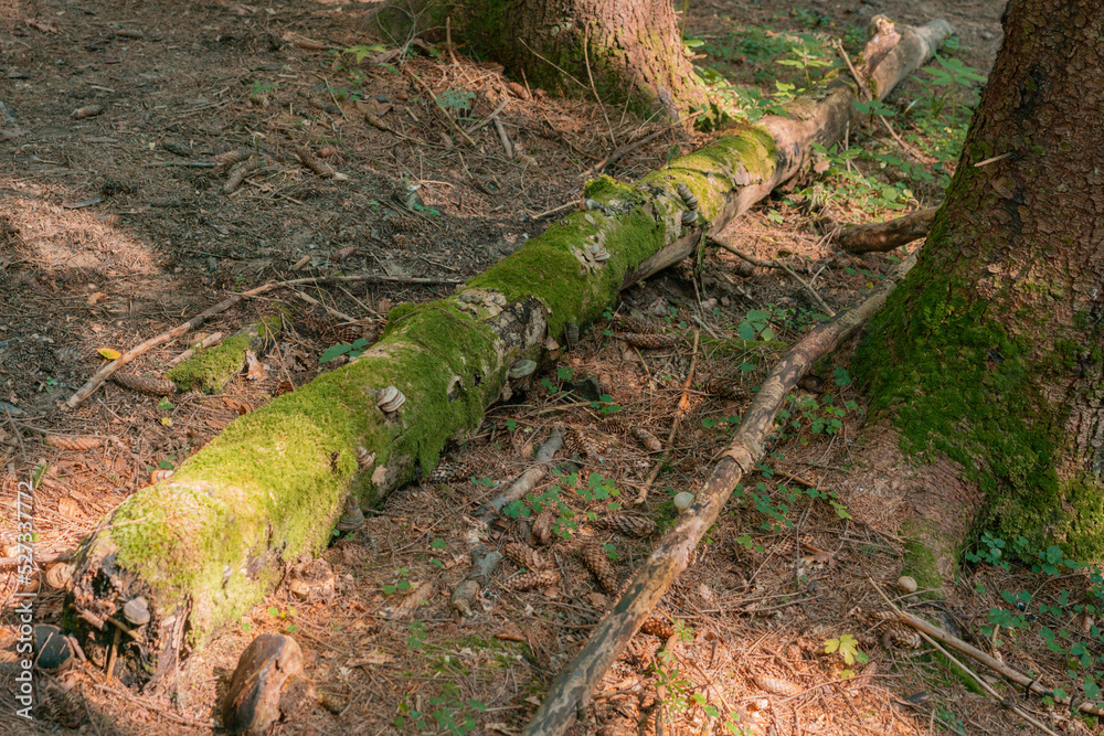 Fototapeta premium The moss-covered tree log lay down in the temperate wet forest. Dead. Fantasy. Spring. Season. Warning. Part. Sunlight. Lumber. Morning. Scenic. Woodland. Organic. Fresh. Travel. Branch. View