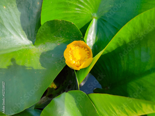 Yellow water lilies in the pond
