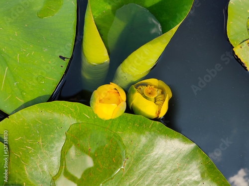 Yellow water lilies in the pond
