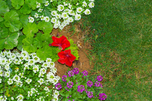 Blooming red petunia flower.