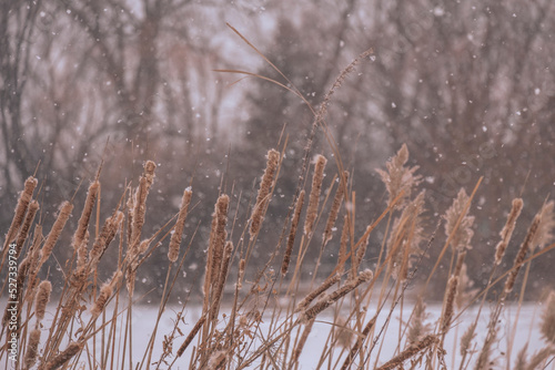 Wisconsin Lake Cattails