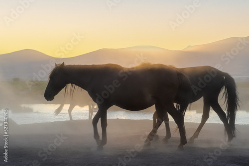 horse in the fog © Demiryurek