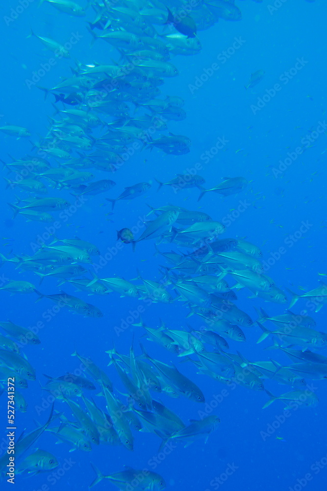 Fototapeta premium Famous wreck ship Fujikawa maru in Truk lagoon.