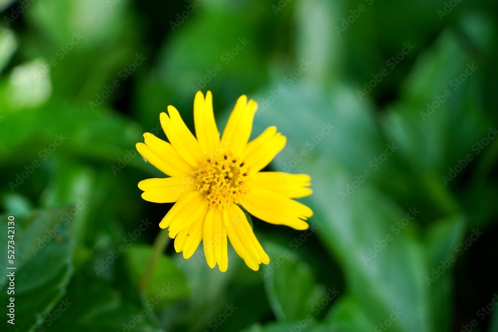 Yellow flowers bloom in summer season. Yellow flowers bloom in summer season.