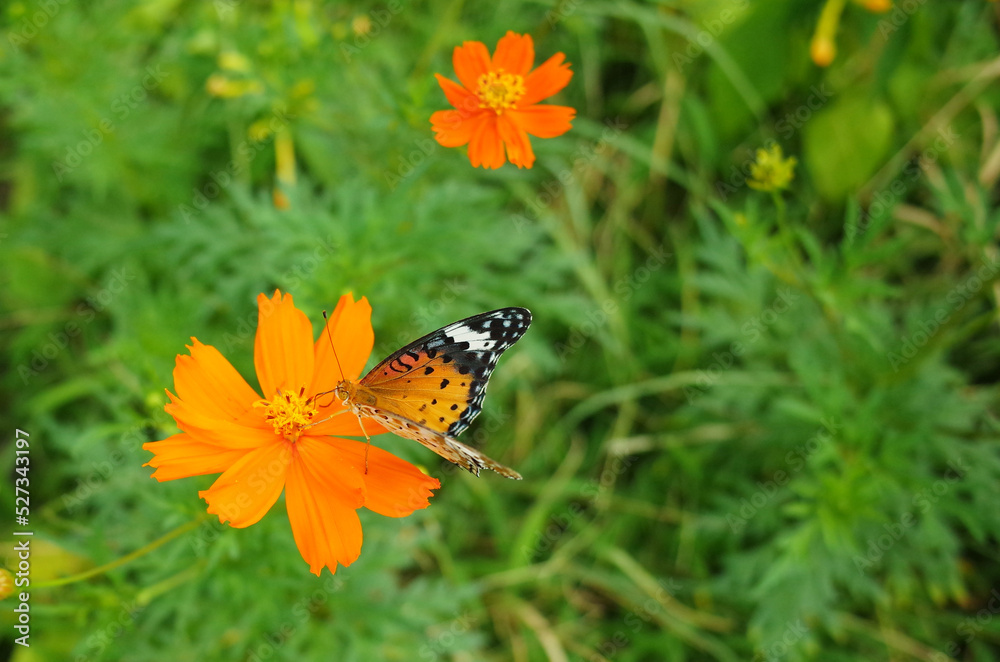Obraz premium ツマグロヒョウモン(メス) 黄花コスモスにとまる蝶